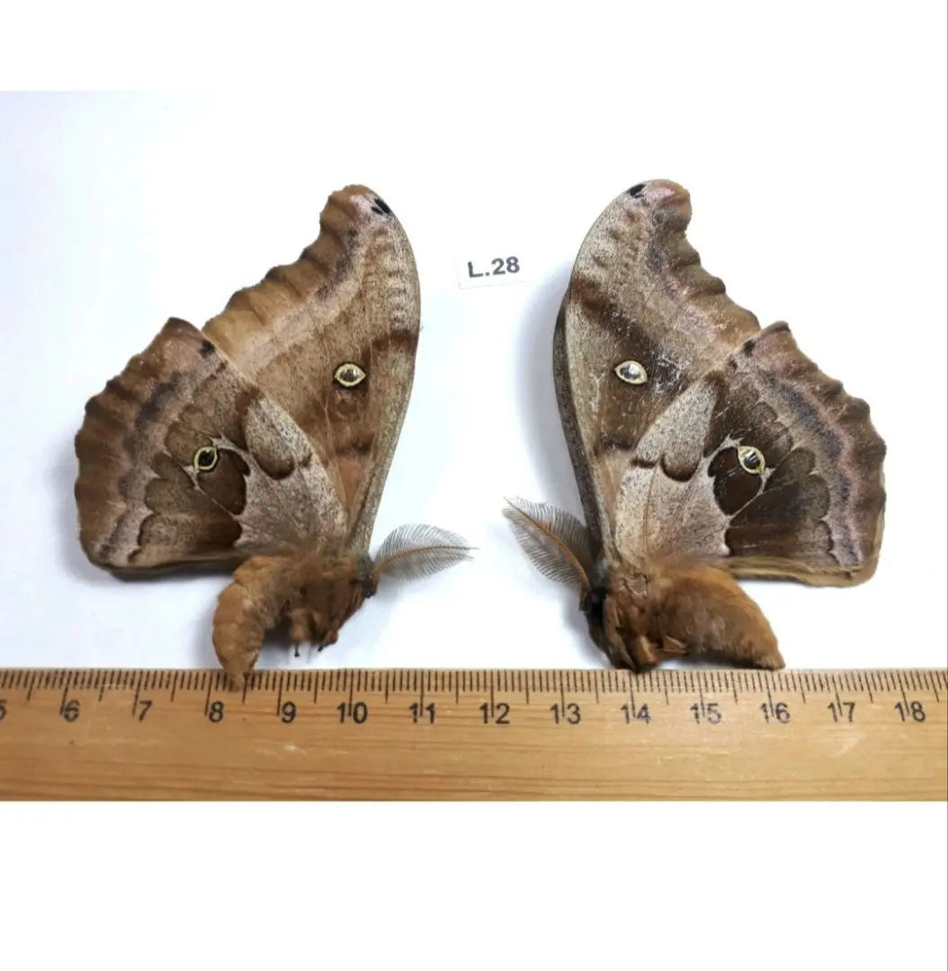 2026年最新】標本 ヤママユの人気アイテム - メルカリ