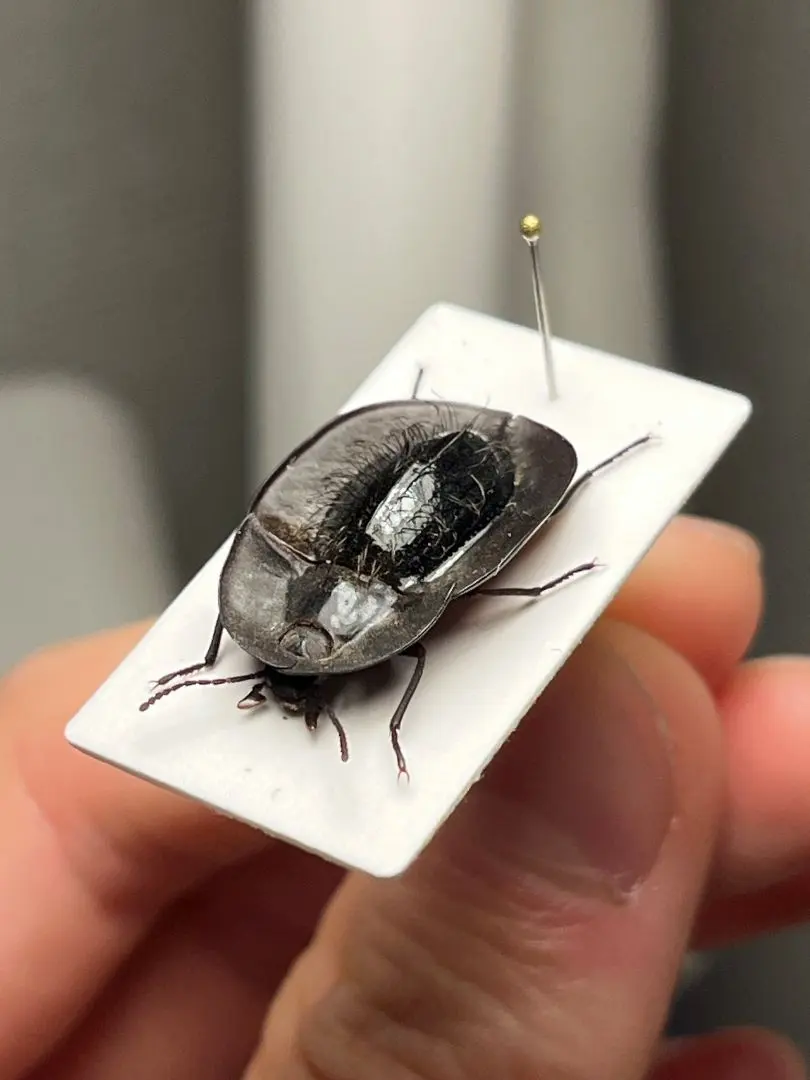 2026年最新】ゴミムシ 標本の人気アイテム - メルカリ