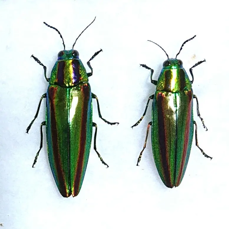 マルコガタノ コガタノゲンゴロウ 標本 Jesper2様専用