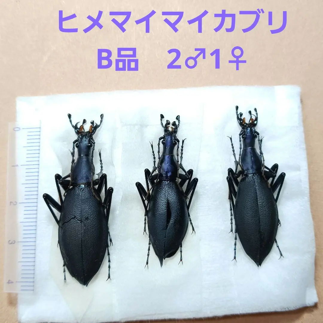 m95720929725_1.jpg?1764706711