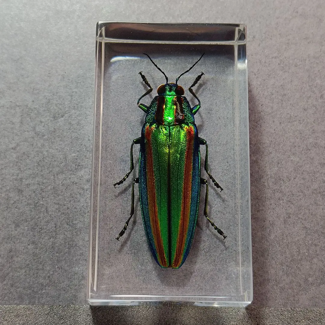 2026年最新】標本 昆虫 タマムシの人気アイテム - メルカリ