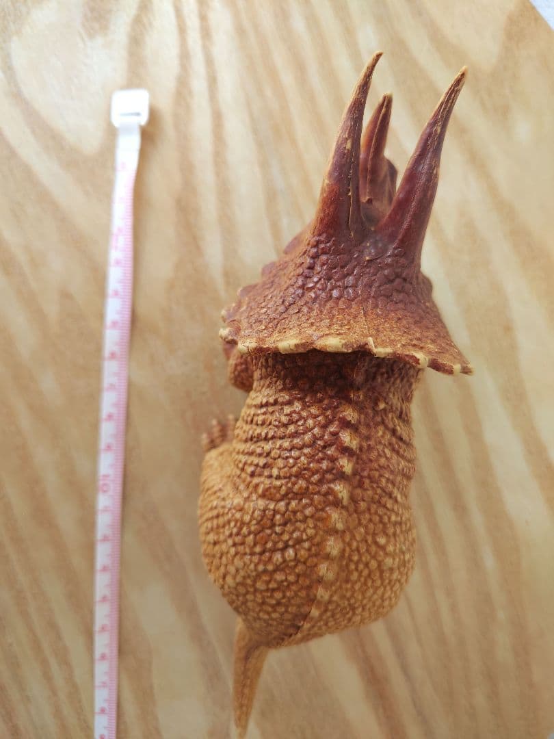 ♡希少　当時物　トリケラトプス　１９７８ TOMY　昔のゴム製フィギュア