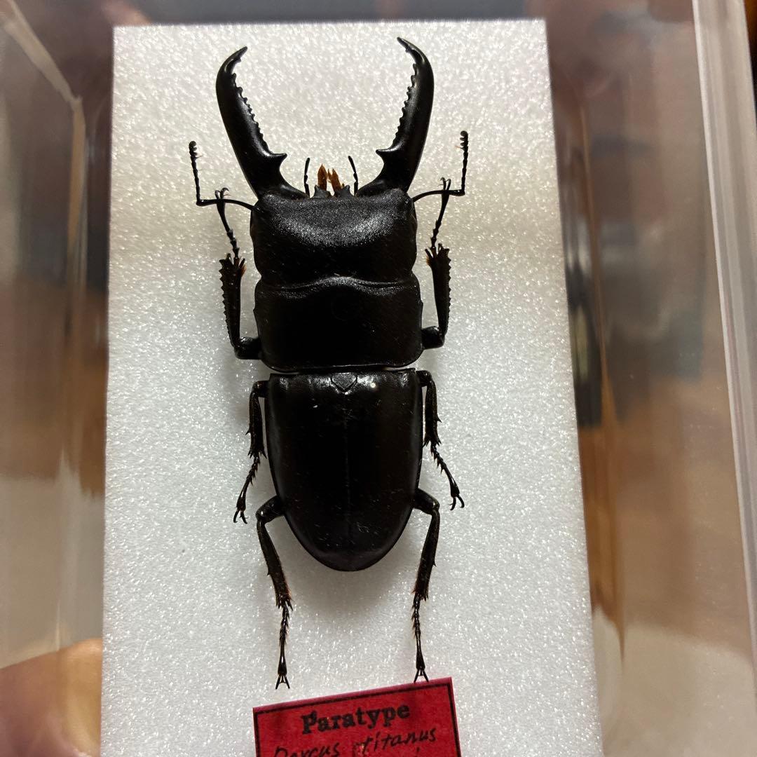 ウスリーウスバカミキリ 標本 メス