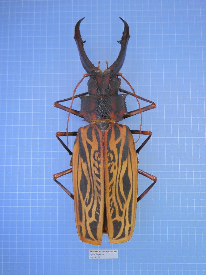 外国産蝶標本】イナズマチョウ/四川省.米易産/69mm