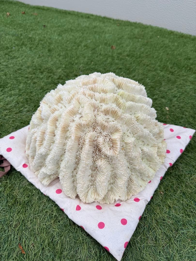 中国紙幣 1967年五拾圓実験票、1991年五分硬貨 毛沢東像 ケース入り