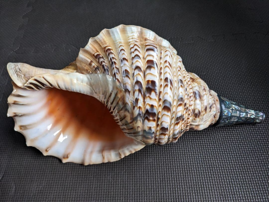 修験法螺貝43cm※購入前コメント必須