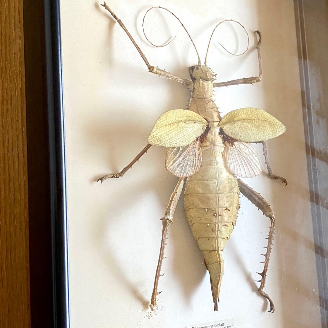 マレーオオナナフシ 昆虫標本 Heteropteryx dilatata