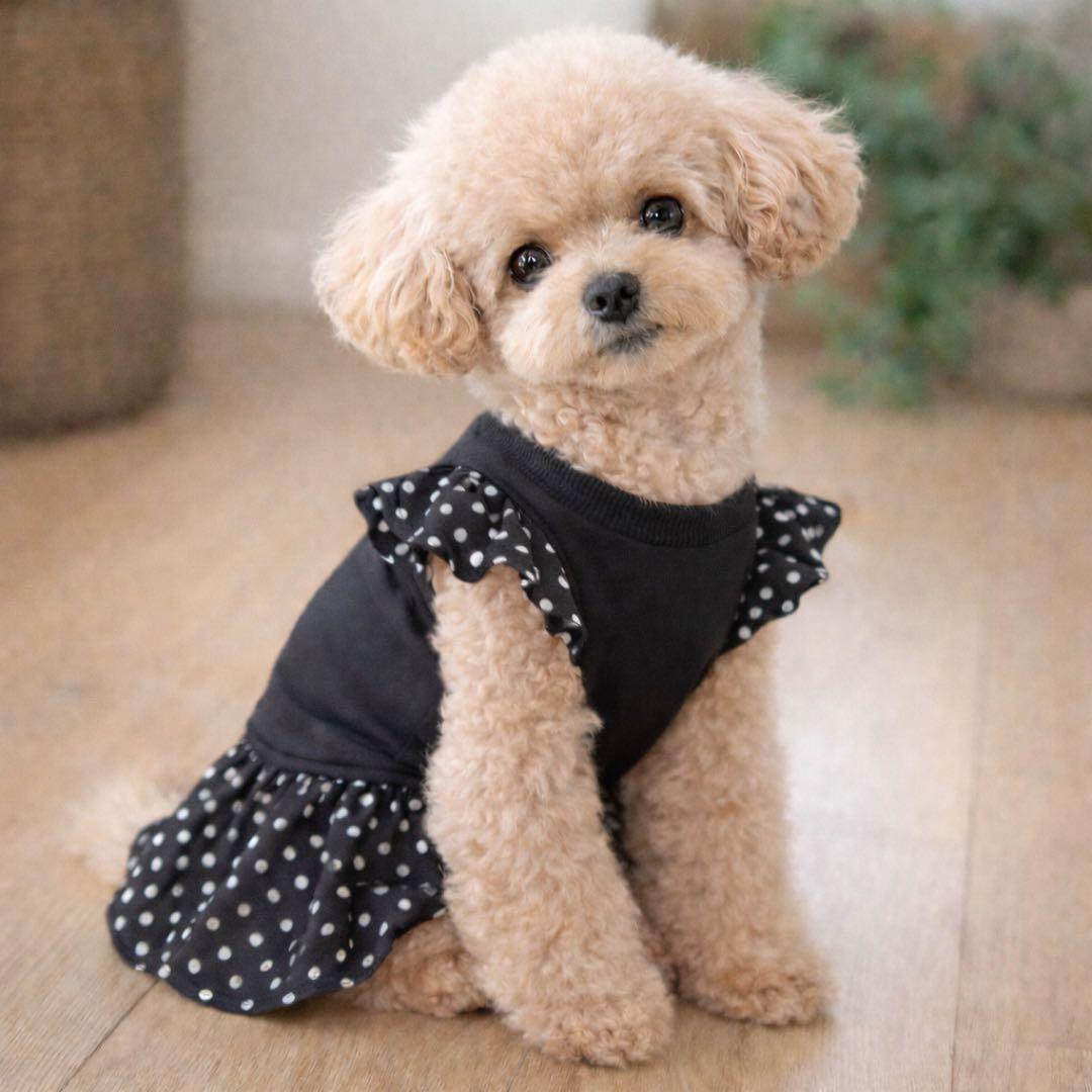 犬服 ハンドメイド ワンピース 黒 ドット フリル 小型犬 トイプードル