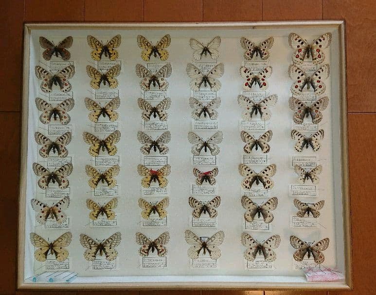 昆虫標本 パルナシウス コレクション (1)TYPE標本2点込み