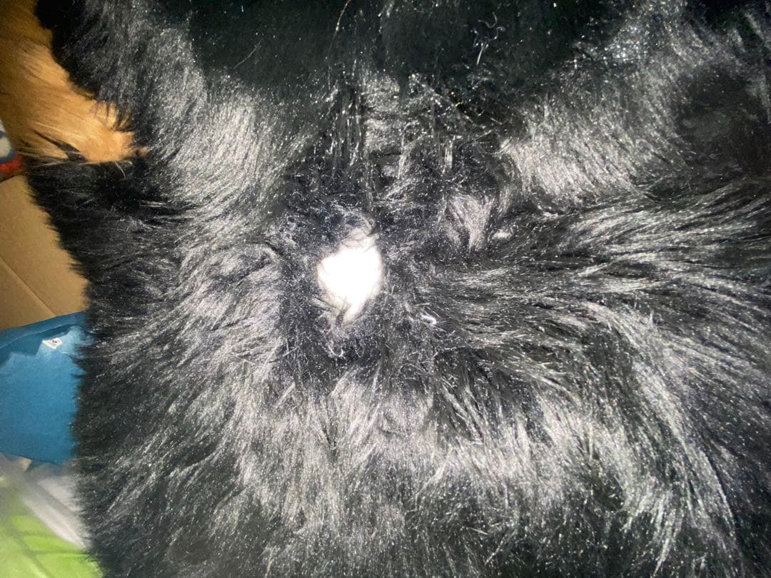 バーニーズ・マウンテン・ドッグ　ぬいぐるみ