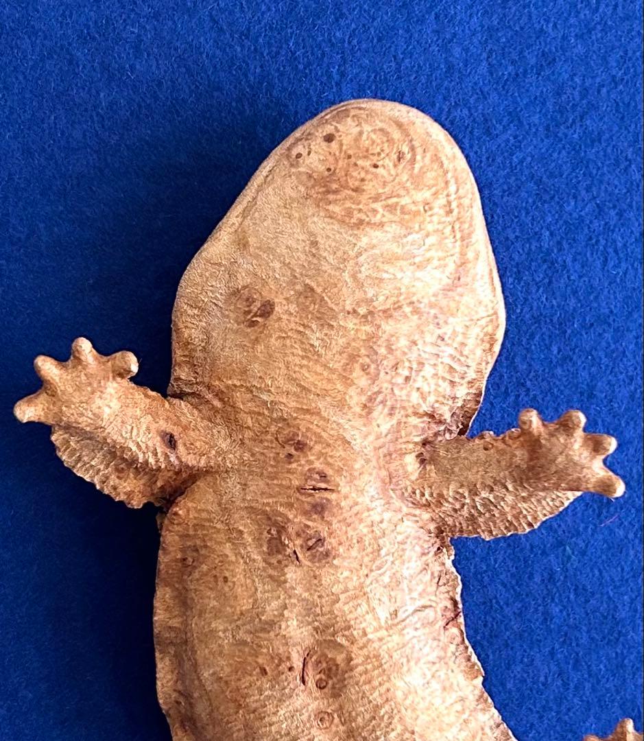 田中鱗水 メープル瘤材彫オオサンショウウオ 26cm 125.52g 神代杉台付