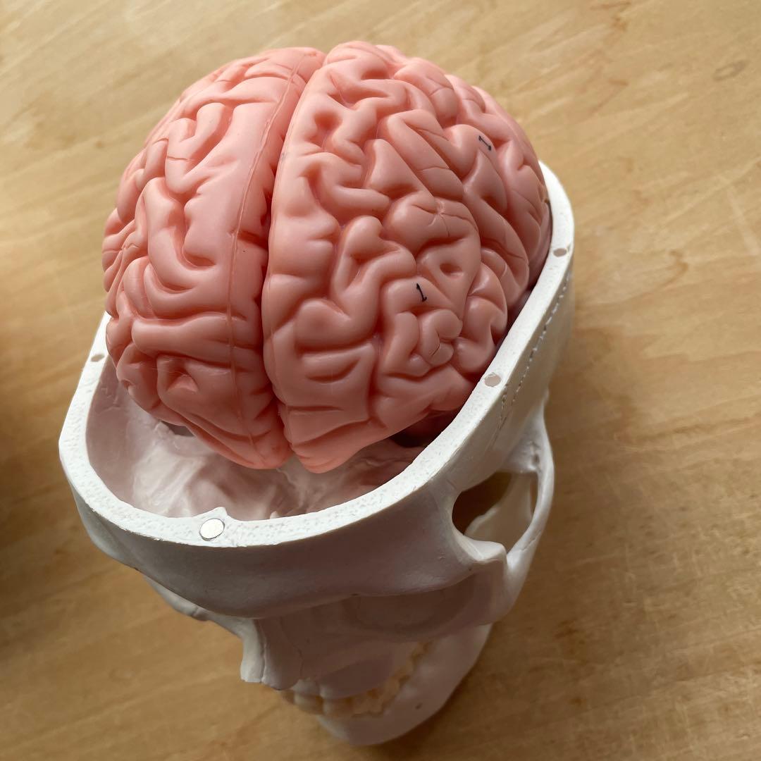 値下KIYOMARU 8分解脳模型 頭蓋骨 理学療法士 BZN-2310-001