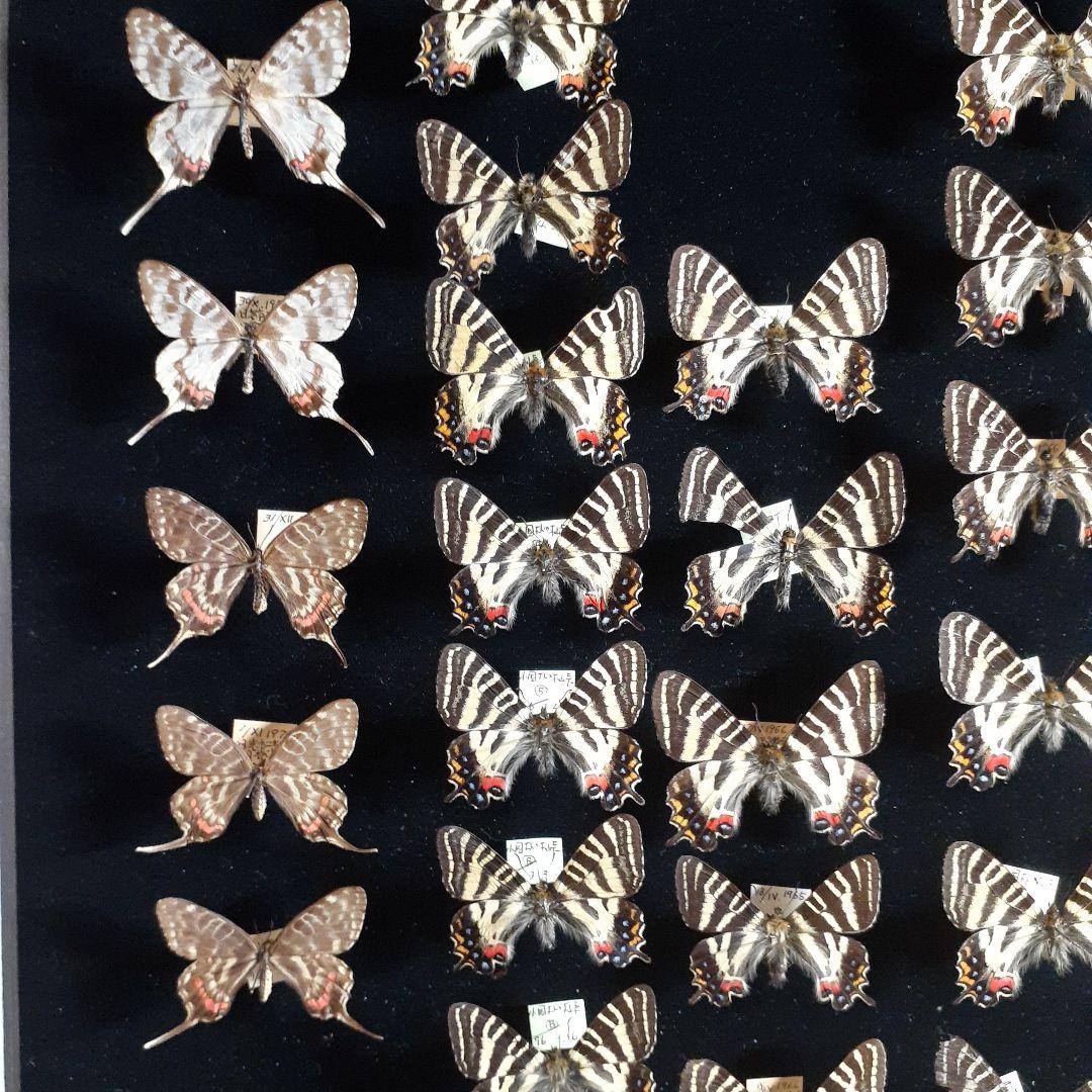蝶標本　ギフチョウ、ヒメギフチョウ等４種100頭、大型ドイツ標本箱二箱入りセット