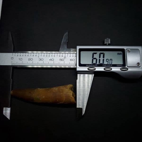 美品 スピノサウルス 本物 モロッコ産 60.90mm ケース付き sp360