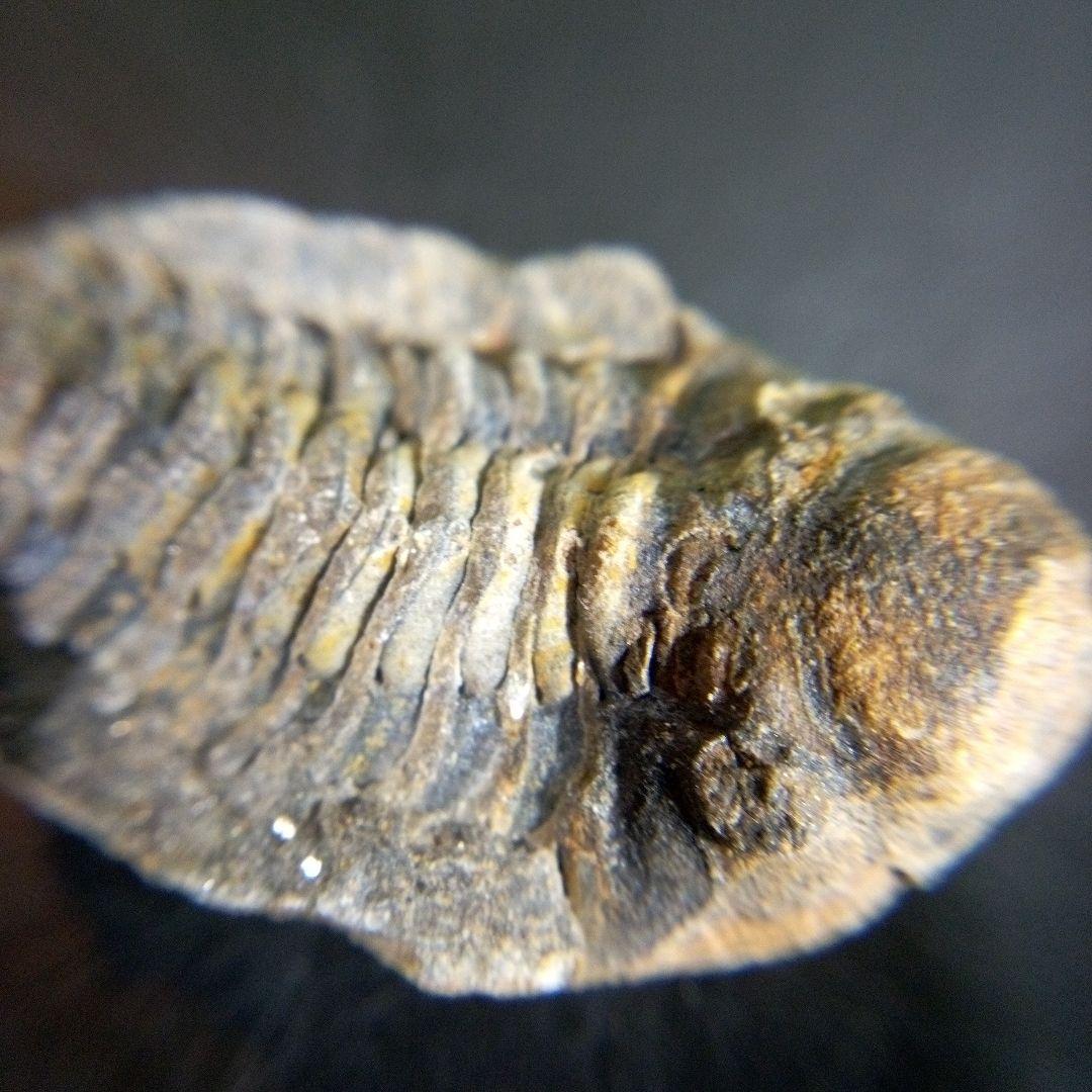 三葉虫　化石　fossil　ボリビア産　trilobite　海生動物個体⑥ 三葉虫 化石 fossil ボリビア trilobite 海生動物 三葉虫識別⑧ 三葉虫