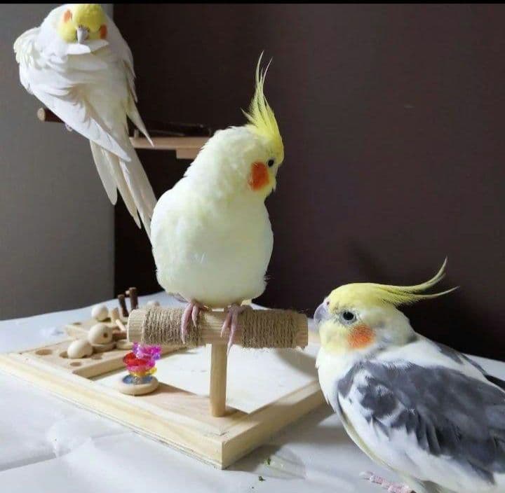 100⭐バードアスレチックミラーとフォージングトイセット⭐バードトイ