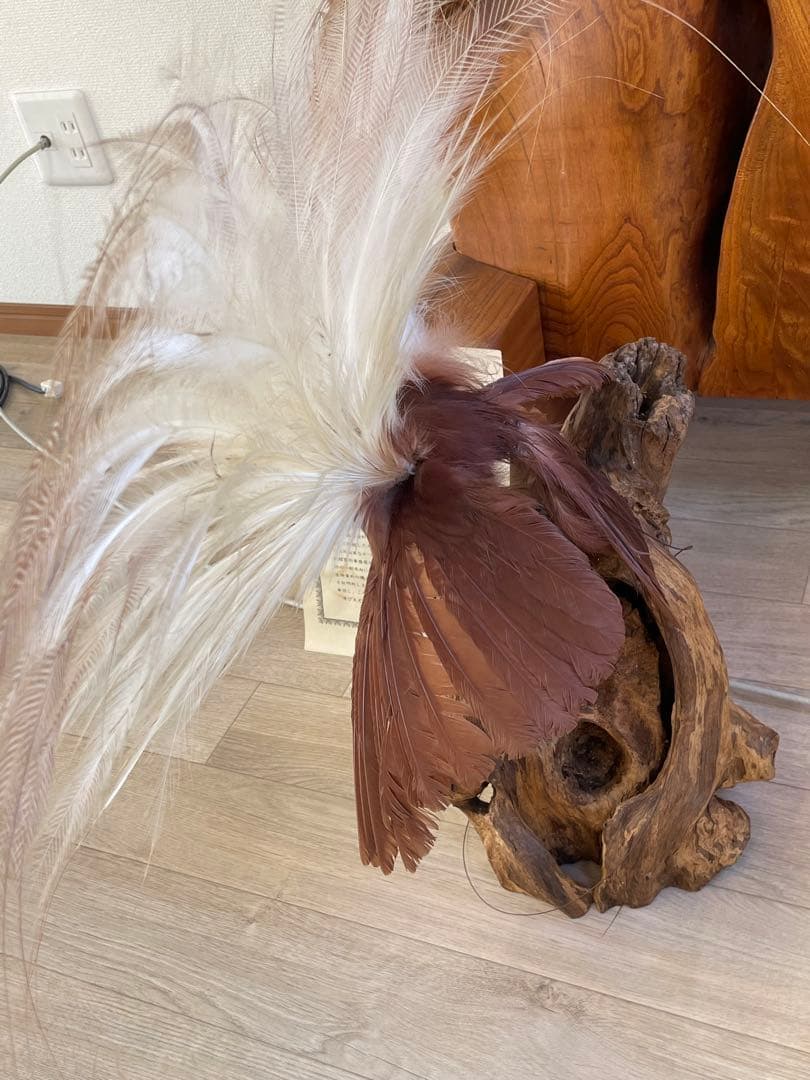 世界鳥獸館（フォーナランド）鳥 剥製 極楽鳥 ゴクラクチョウ 証明書付き