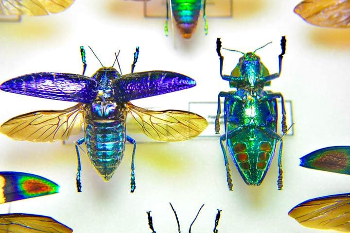 タマムシ標本セット