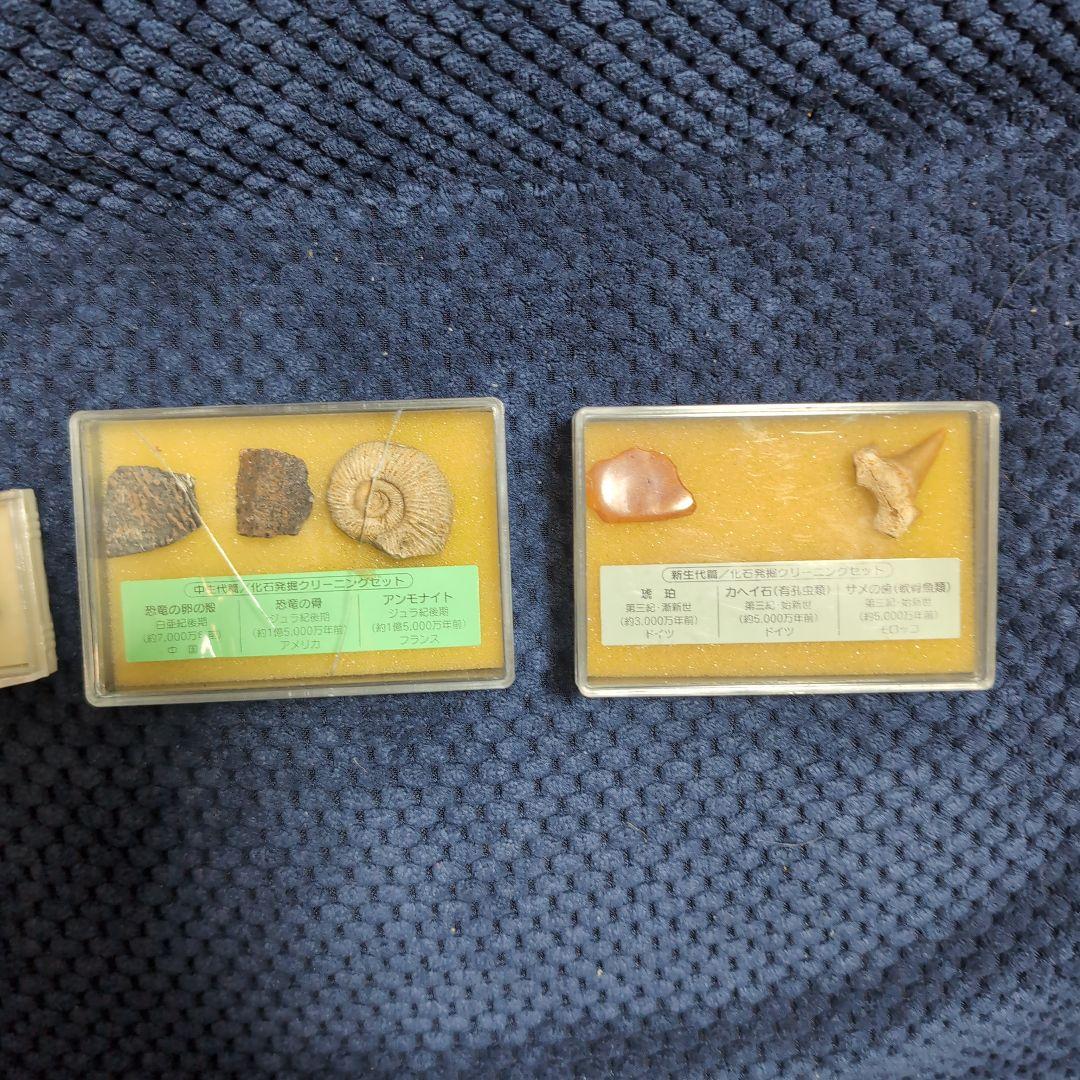 化石標本セット（アンモナイト、貝殻など） - メルカリ