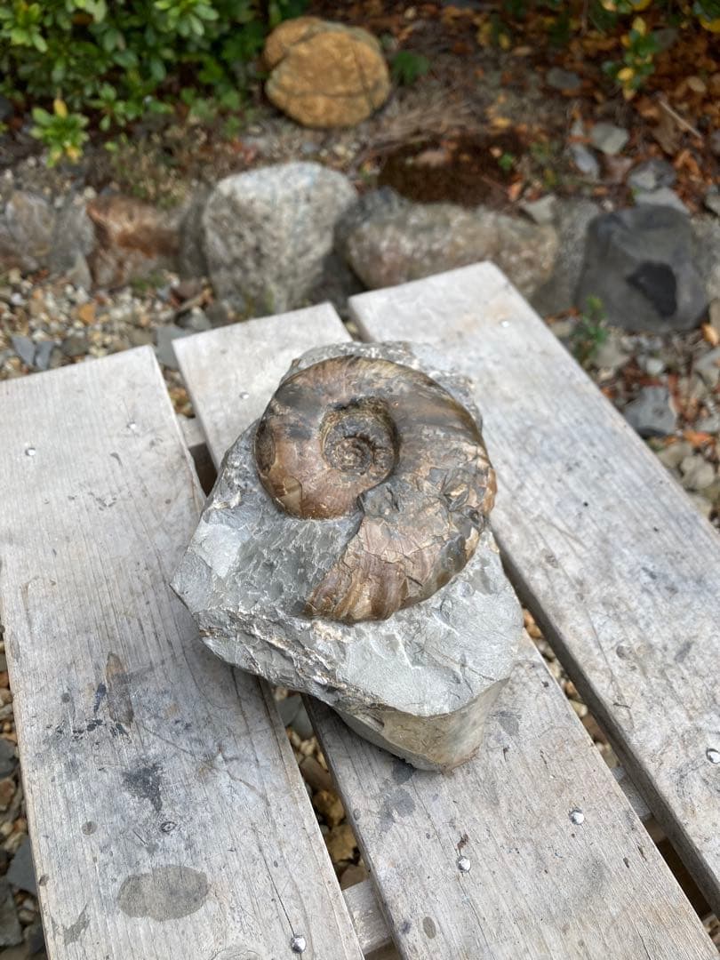 飾りやすい茶色のアンモナイト プゾシア 化石