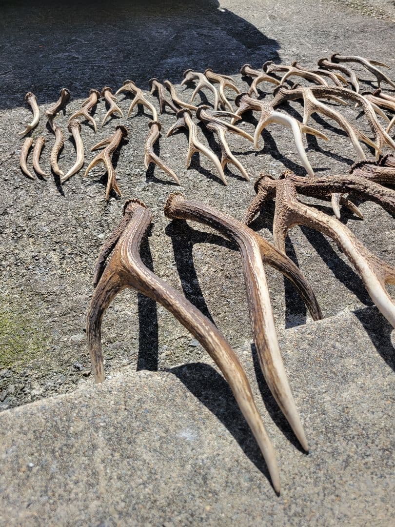 兵庫県☆北部産☆鹿の 天然角29本☆まとめ売り☆