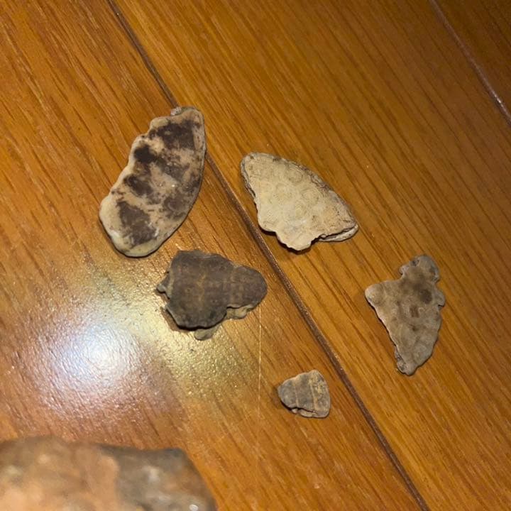 化石 アンモナイト 琥珀 亀 まとめ売り 三葉虫 スピノサウルス 爪