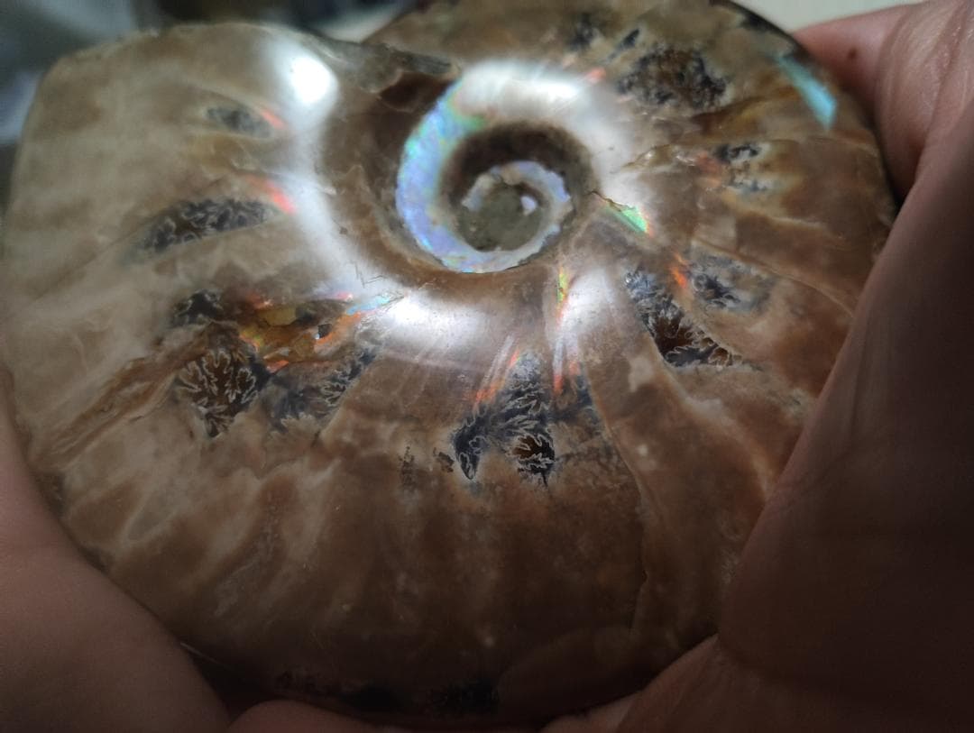 化石 アンモナイト オパール化 遊色 レインボー3点 9800an0814