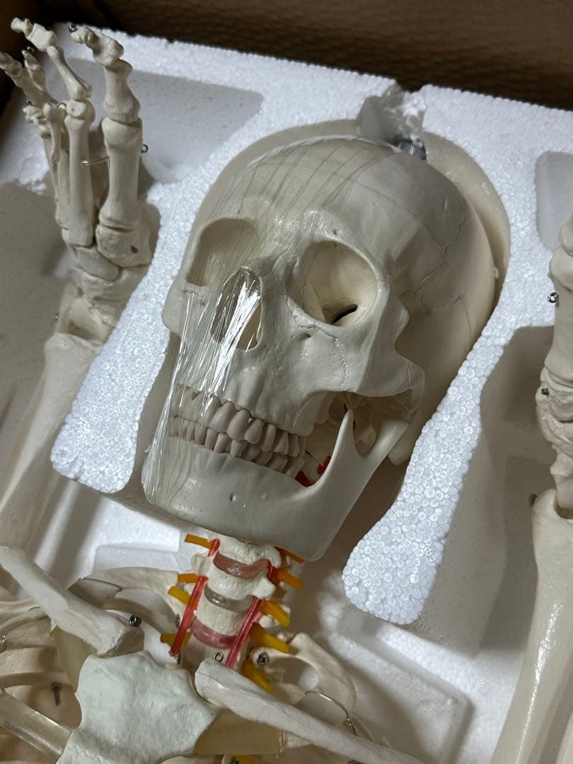 人体模型 180センチ ガイコツ ラスト一点です