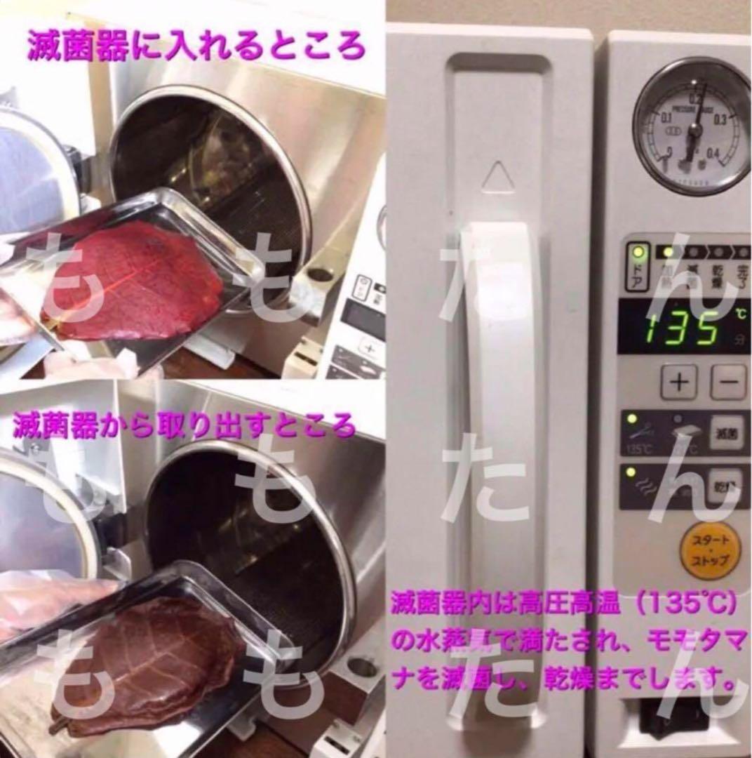 お徳用！サイズランダム400g高圧蒸気滅菌沖縄県産無農薬モモタマナ