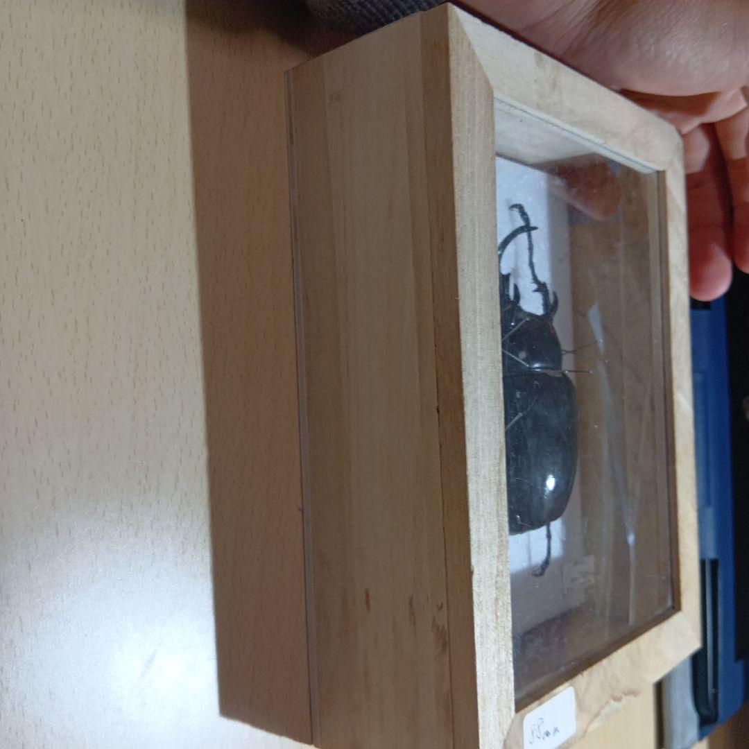マルスゾウカブト大型標本 木製ケース入り