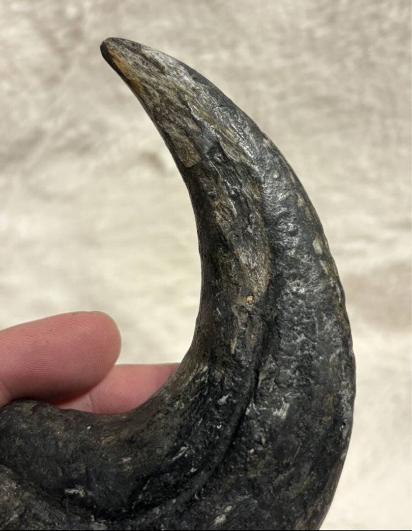 アフロベナトル 爪 化石 恐竜 /ティラノサウルス、スピノサウルス