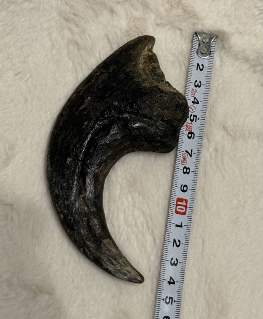 アフロベナトル 爪 化石 恐竜 /ティラノサウルス、スピノサウルス