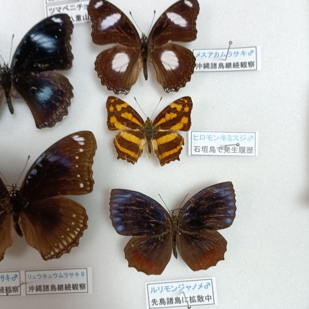 南西諸島の蝶の標本【亜種】【諸島変異】【発生履歴ある迷蝶】