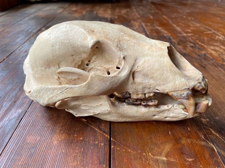 ツキノワグマ 頭骨 ツキノワグマの頭骨 ツキノワグマ 熊 頭骨 頭蓋骨