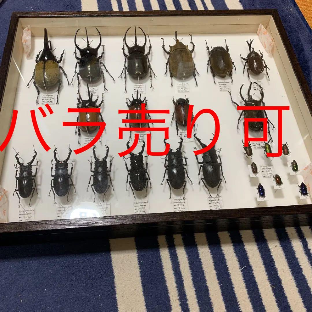 昆虫標本 コレクション ラベルあり 大幅値下げ