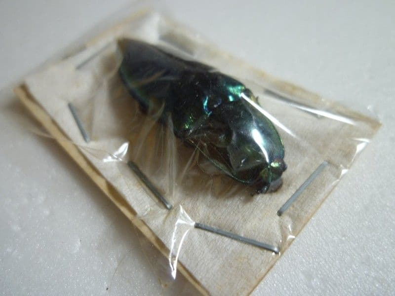 外国産コメツキムシ標本】ノブオオオアオコメツキ/湖北省.英山産/35.8mm