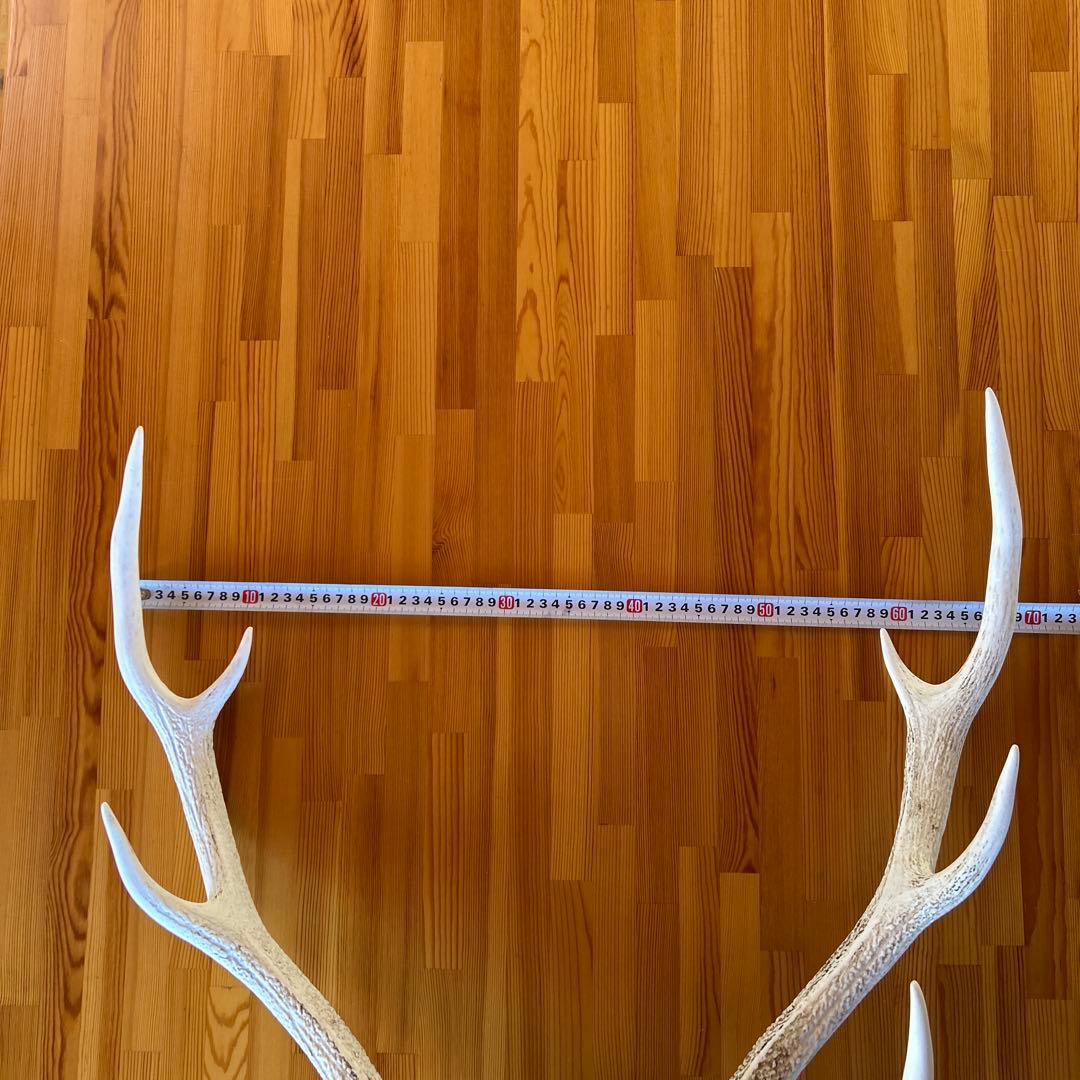鹿の角 両角 顔付き エゾシカの角 - メルカリ