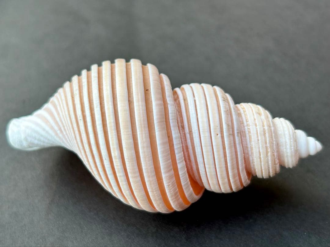 美品　貝殻の標本 ＊ ベトナムワダチバイ　珍しい貝　7.7cm