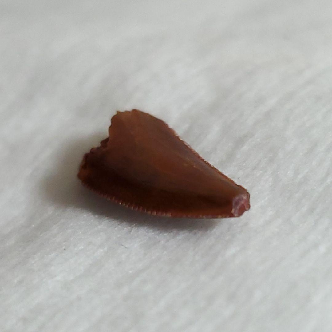 ラプトル 化石 歯 恐竜 本物 モロッコ産 16.92mm  fra30