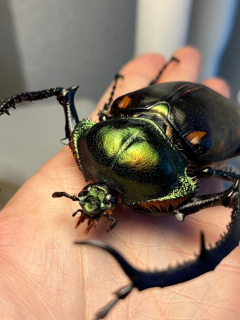 27mm】アウリガンスプラチナコガネ 金色型 カナブン ウグイスコガネ 標本