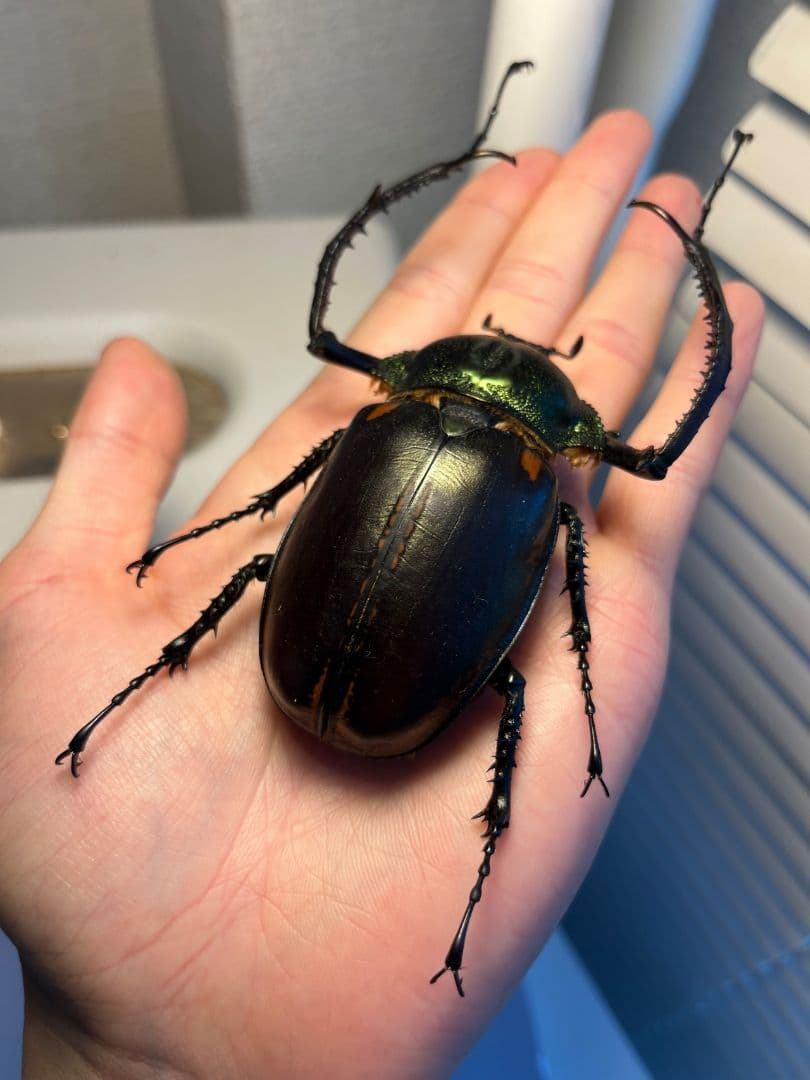 パラポネラの子育て : ありんこ日記 AntRoom 【21mm】オオシロアリ