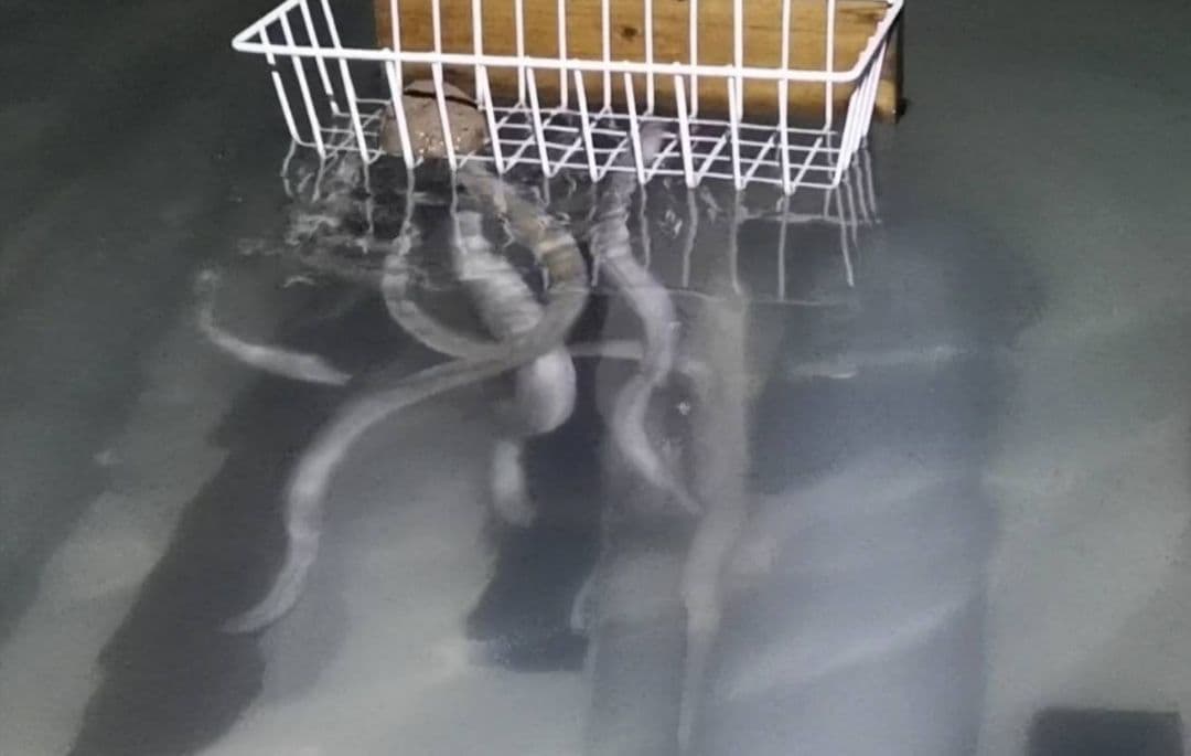 ハイステップ 6キロ うなぎの餌 ウナギの餌 鰻の餌 釣り餌 練り餌 養鰻 釣り