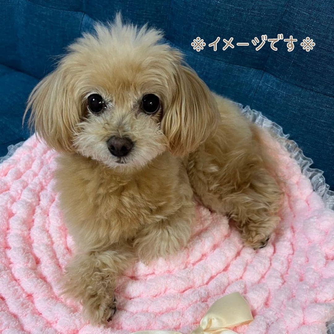 レース付カフェマット お昼寝マット ペットマット オーダー承ります