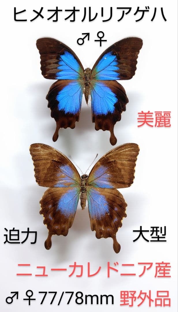 ヒメオオルリアゲハ ♂♀標本 77/78mm ☆ニューカレドニア産☆野外大型標本