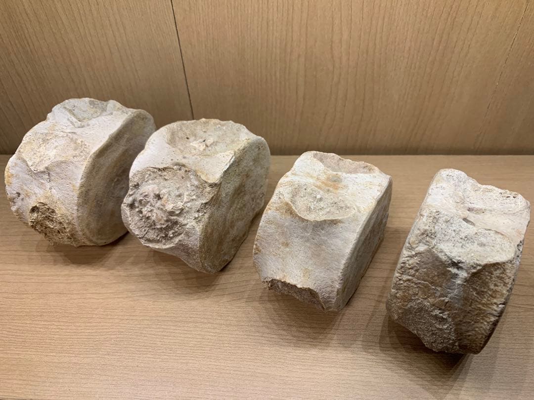 プレシオサウルス脊椎化石(恐竜化石)