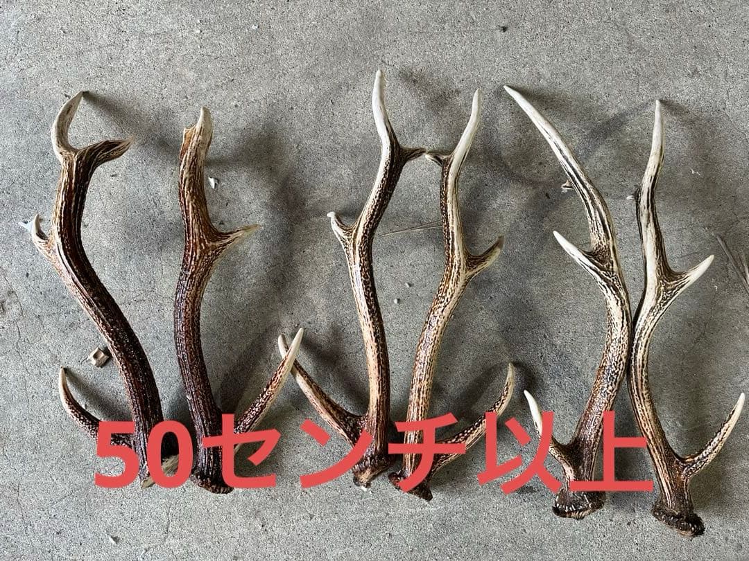 エゾ鹿の角 24本セット　自然素材