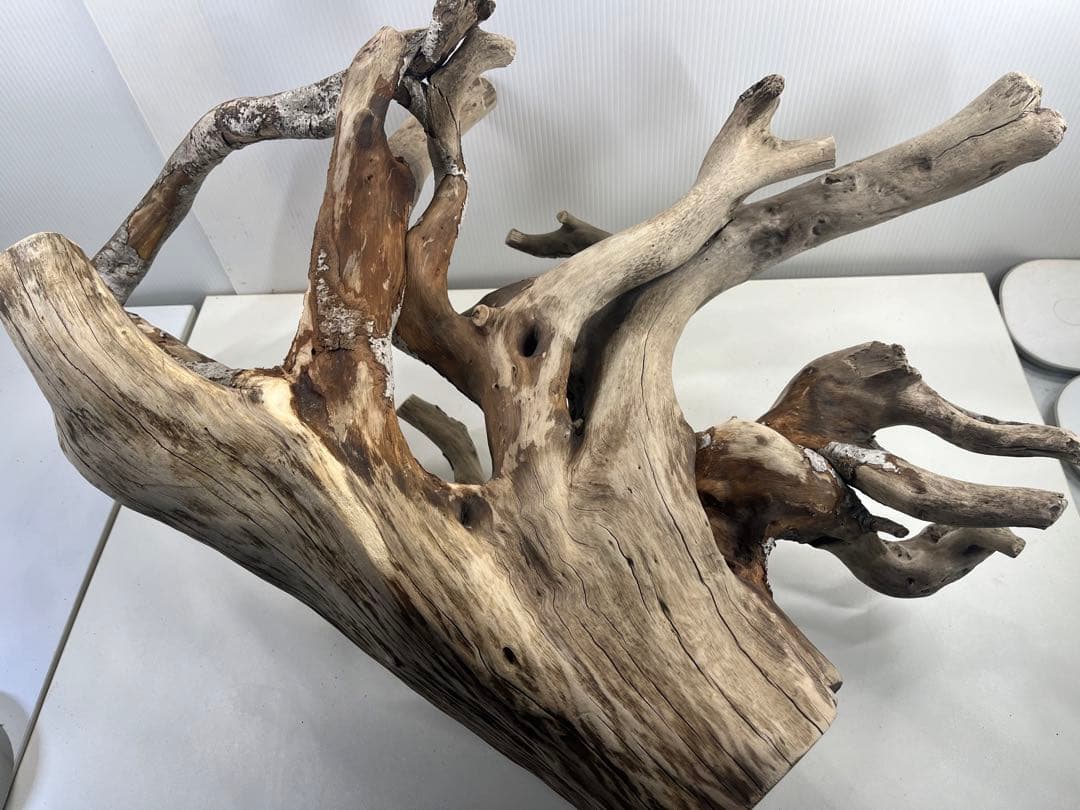 W21特大流木 アク抜き済み流木 爬虫類シェルター 止まり木 バード