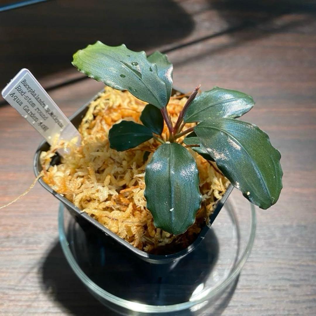 Bucephalandra sp. Motleyana Red-stem - メルカリ