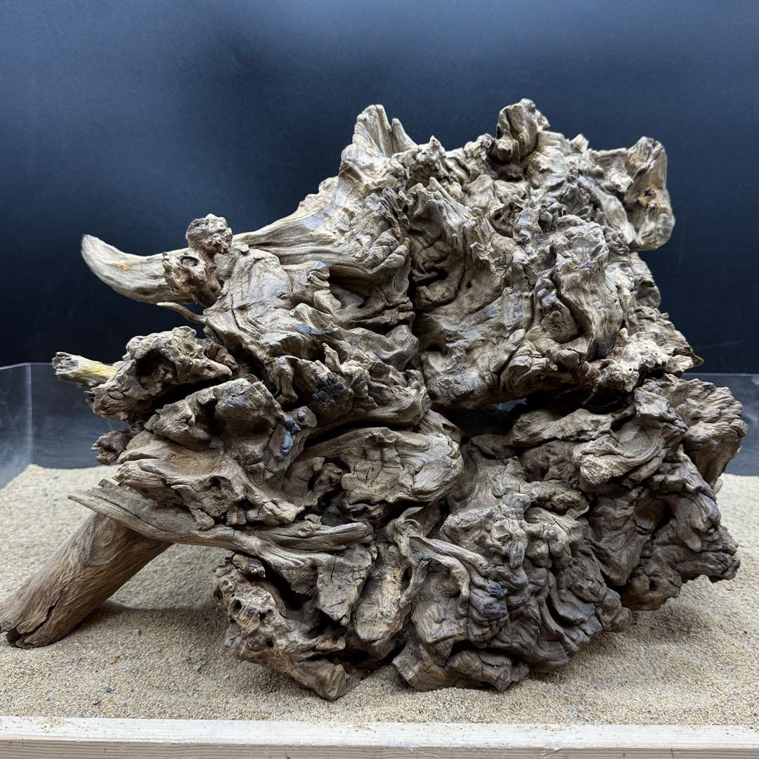 MJW-7216 「特大」ジンジャーウッド 1点物 天然流木 アクアリウム