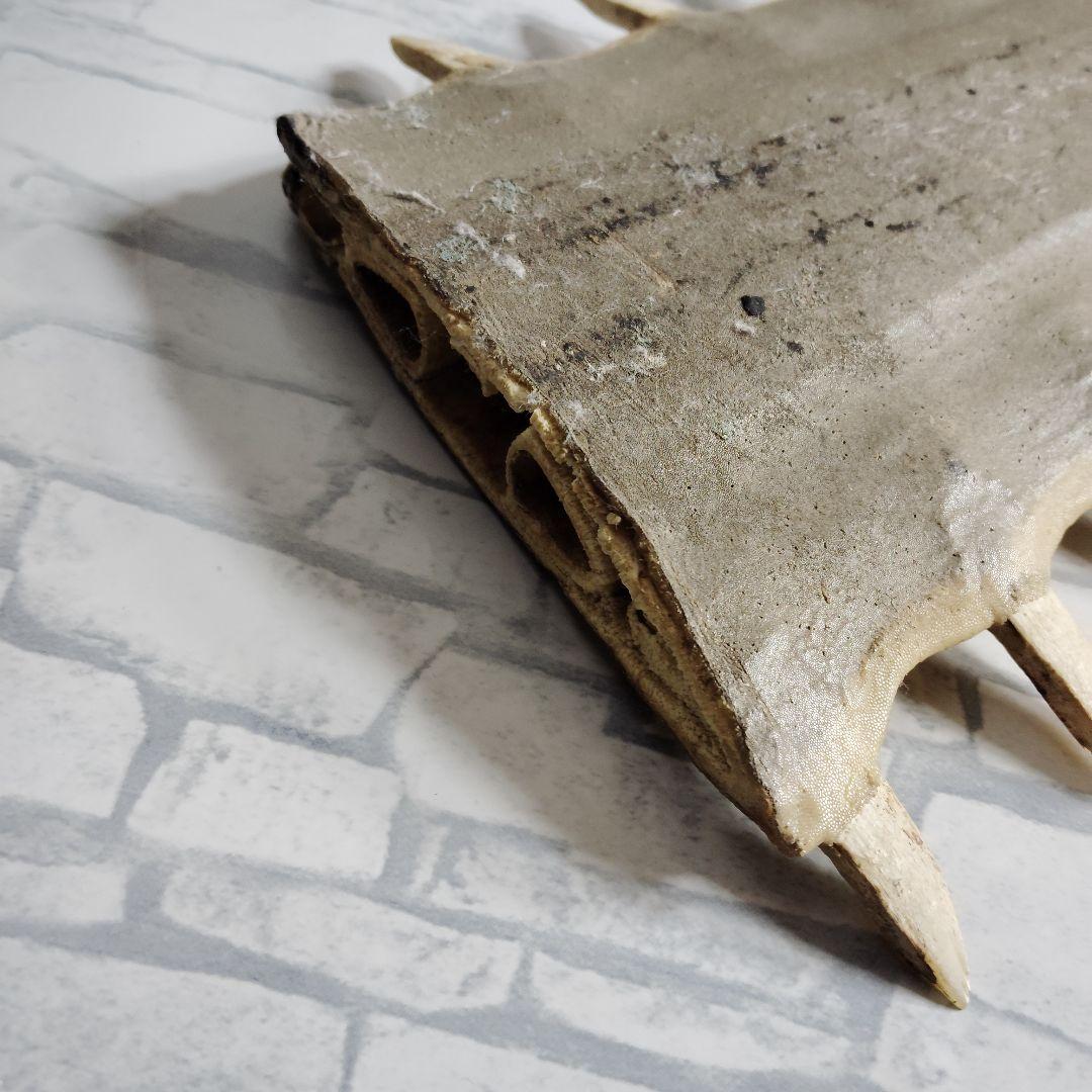 超希少・特大80cm】ノコギリギス 吻 剥製 ブラジル ノコギリザメ 天然